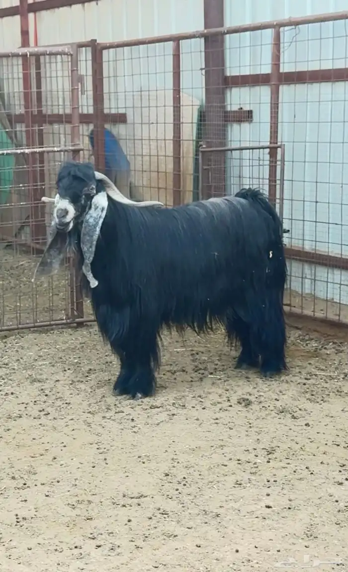 تيس عارضي صنف فحل فاخر 0