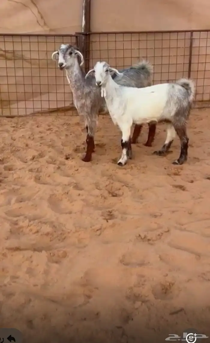 جفار مصريات مميزه 0