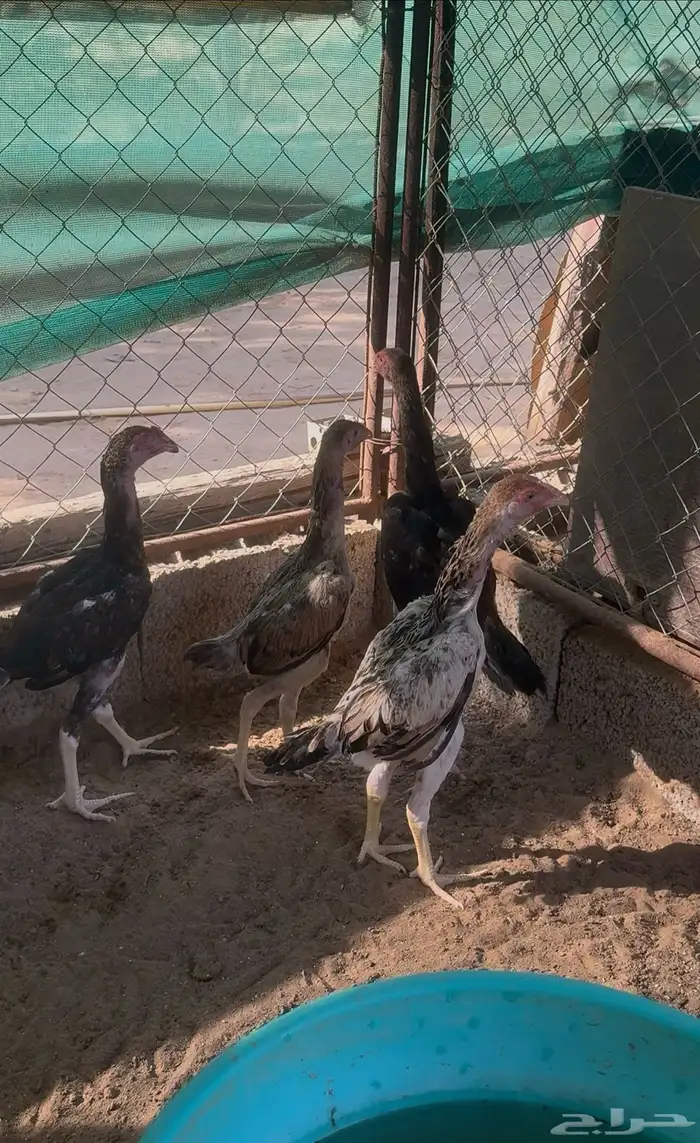 فروخ شامو ياباني فواخر 2