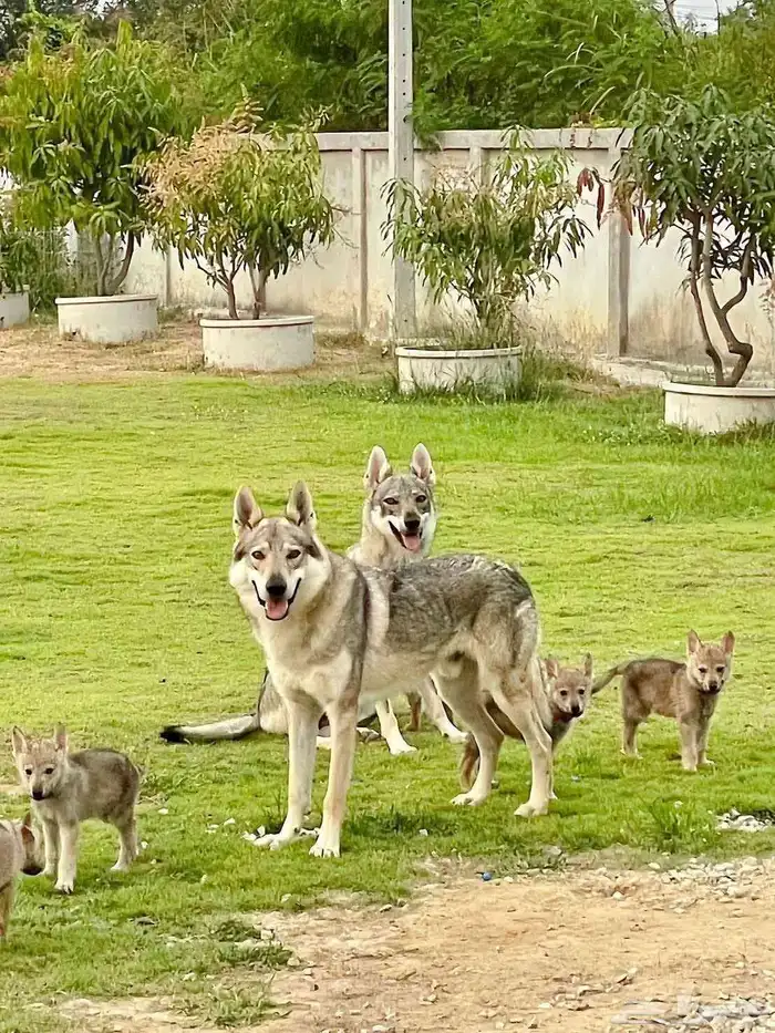 إعلان خاص  جراء الذئب التشيكوسلوفاكي جاهزة للاستيراد 0