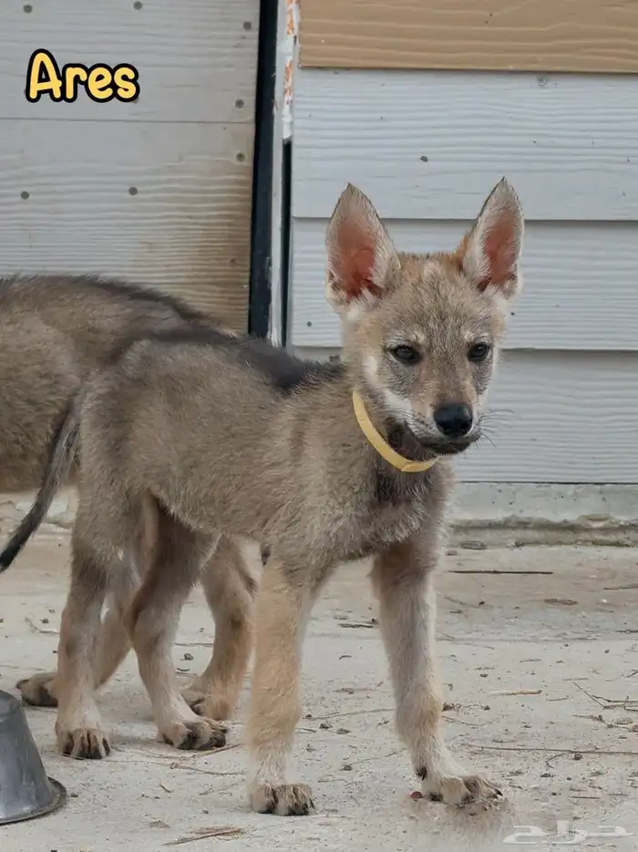 إعلان خاص  جراء الذئب التشيكوسلوفاكي جاهزة للاستيراد 9