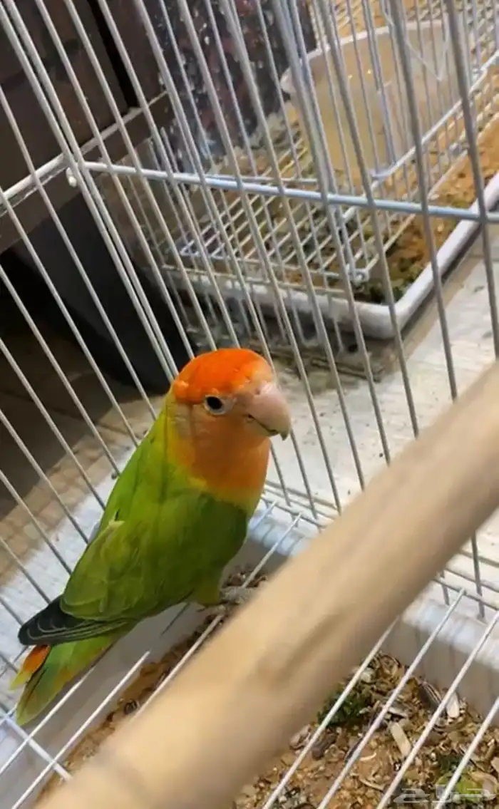 روز ذكر مشروط ومنتج ارغب بالبدل بطير روز اليف 0