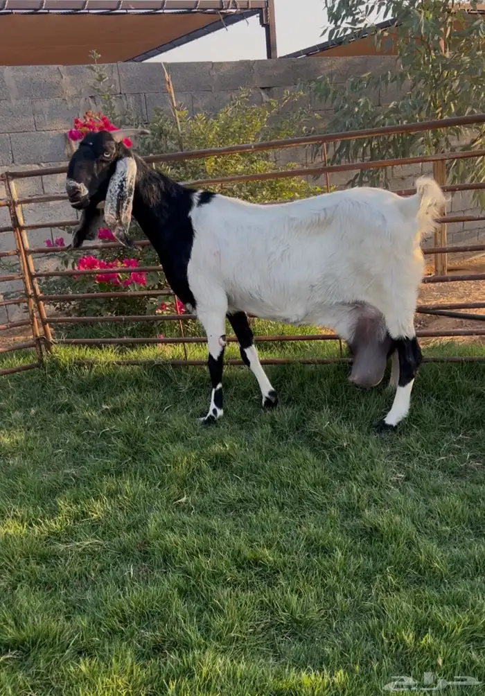 هجين جبره متبع بجفره وتيس 0