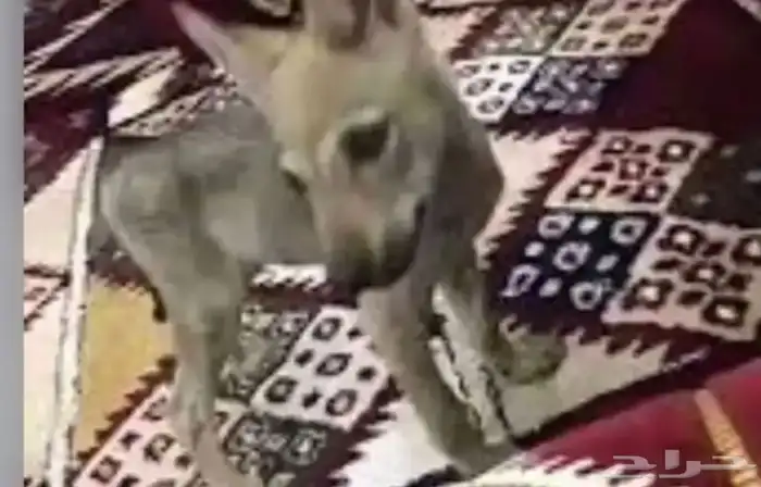 مطلوب جرو ذيب للبيع 0