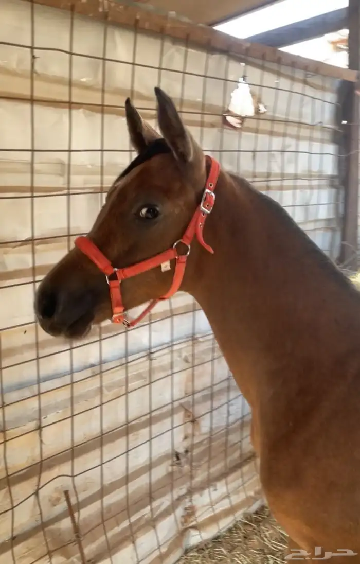 للبيع مهره شعبيه 0