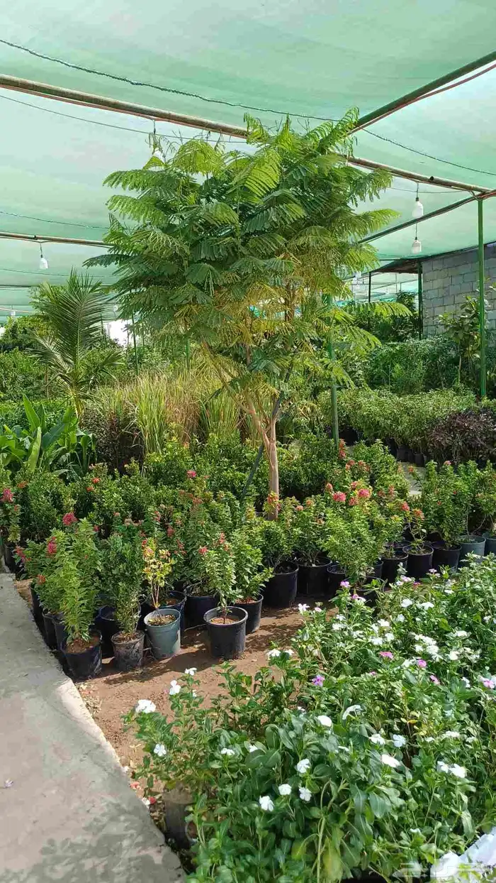 زراعة توريد الأشجار والزهور 4