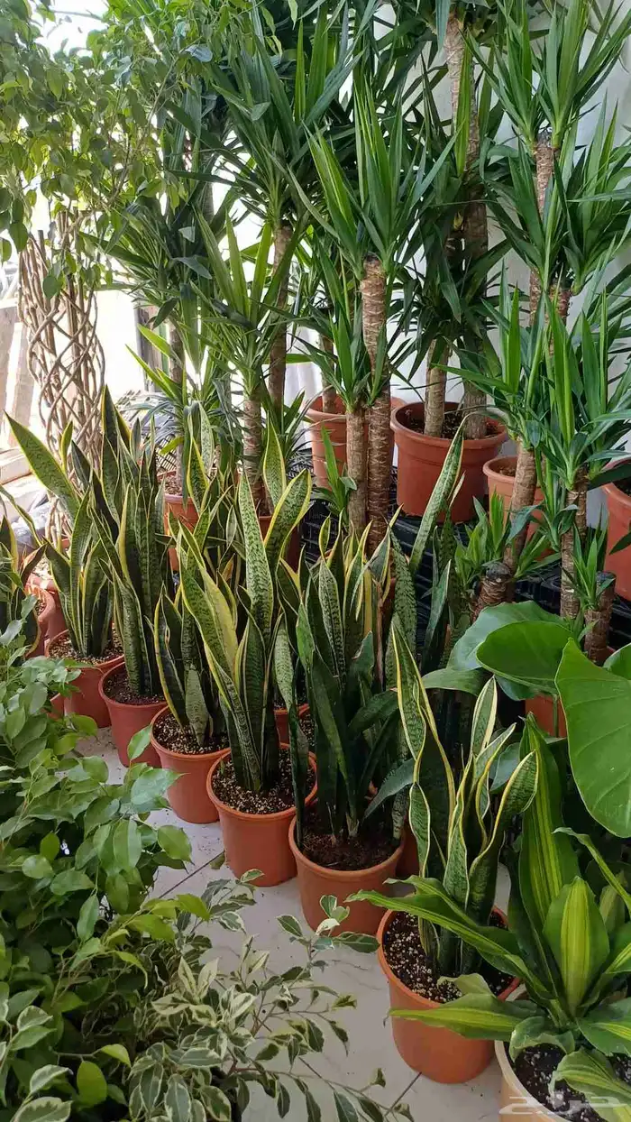 زراعة توريد الأشجار والزهور 1