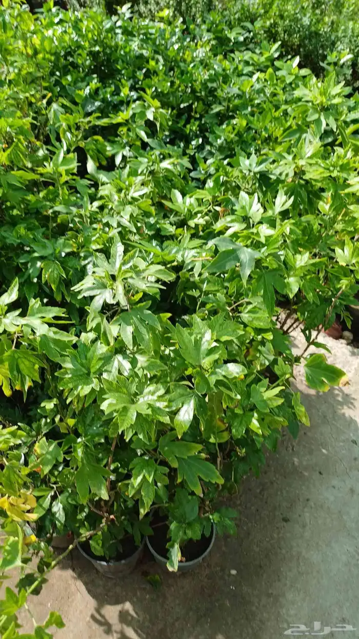 زراعة توريد الأشجار والزهور 2