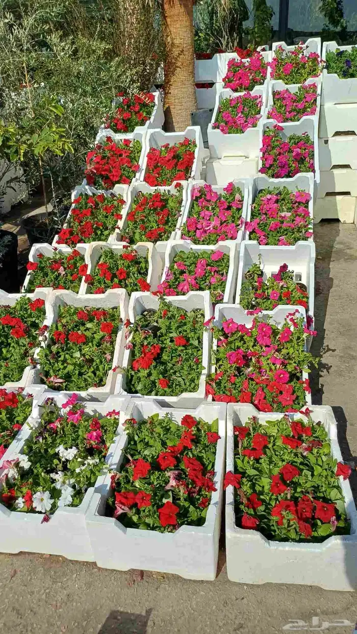 زراعة توريد الأشجار والزهور 0