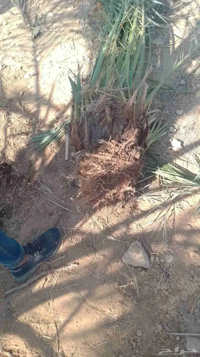 فسايل فروخ نخل نقايل عربي ويوجد واشنطني 3