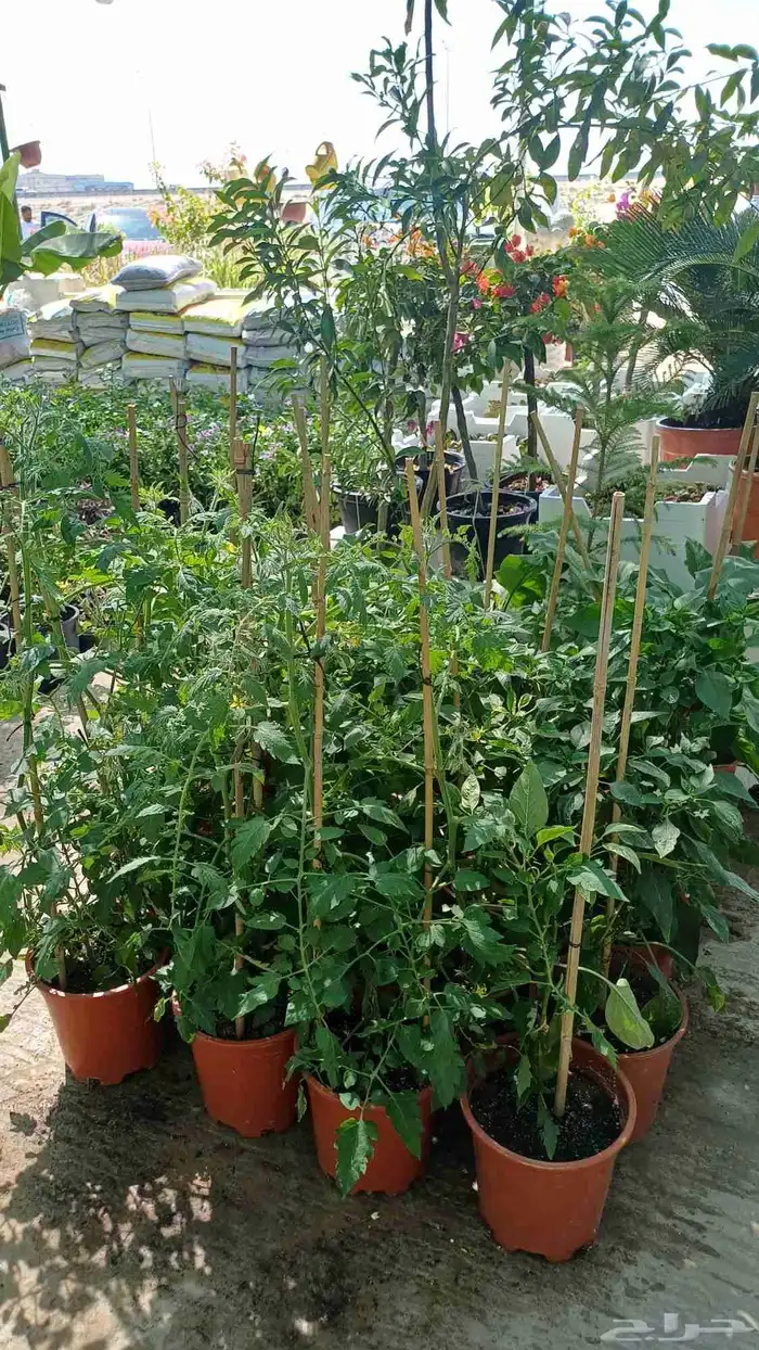 زراعة توريد الأشجار والزهور 3