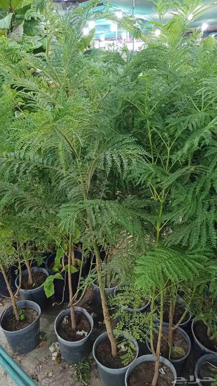 زراعة توريد الأشجار والزهور 5