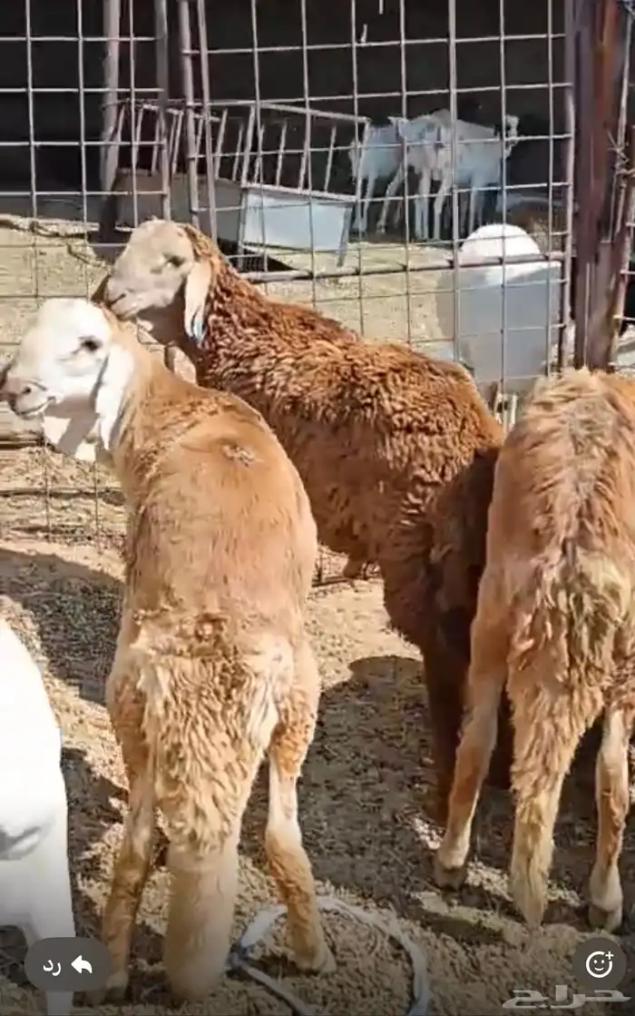سواكن جذعان تربيه 0