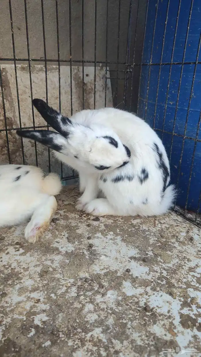 زوج ارانب منتجه 1