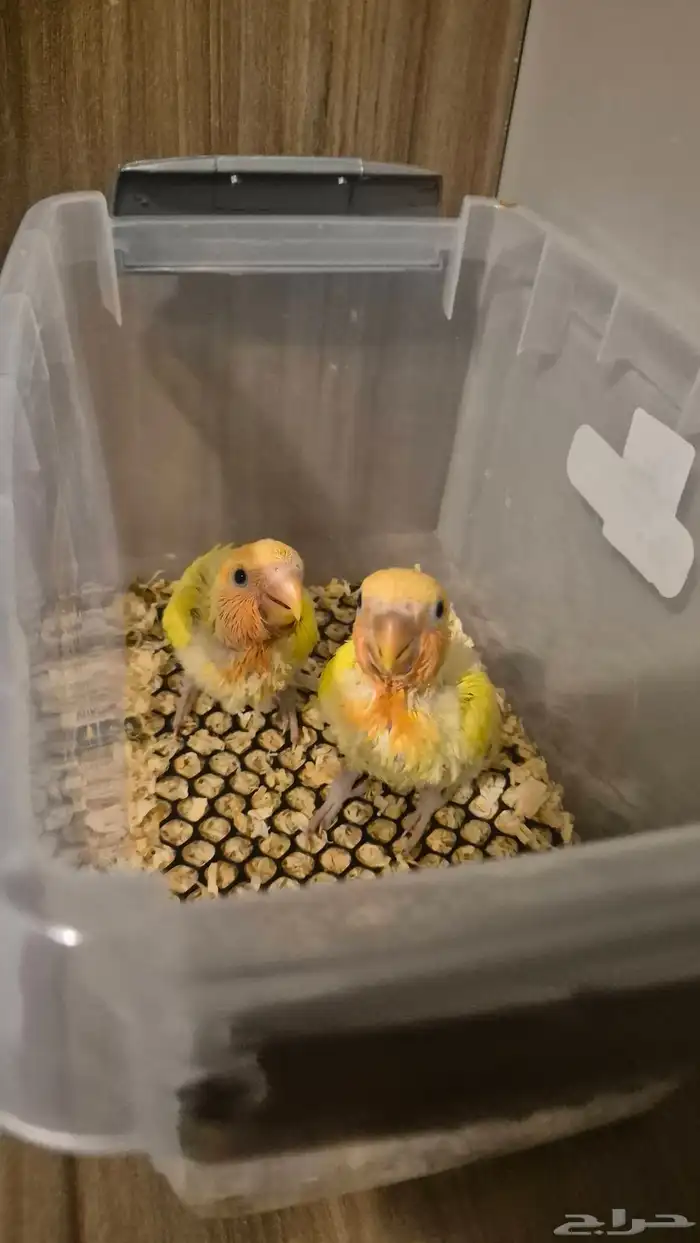 فرخين روز اورنج فيس 0