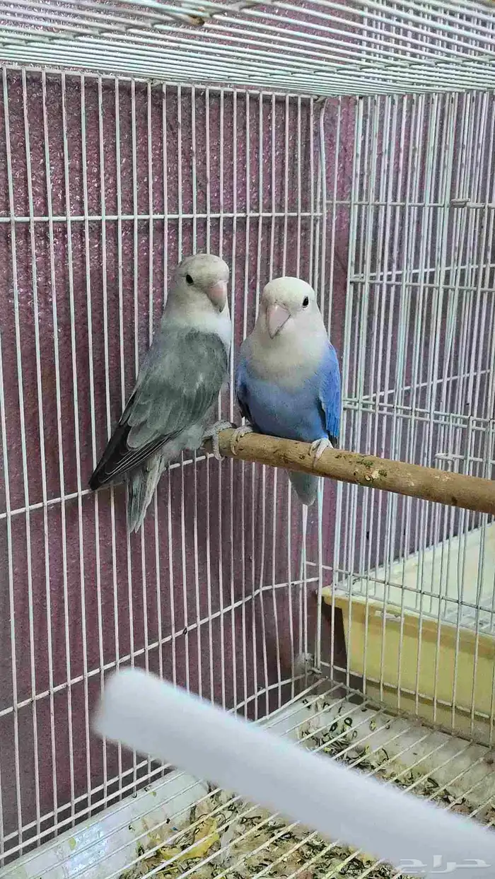 للبيع جوز روز منتج ( تم البيع ) 1