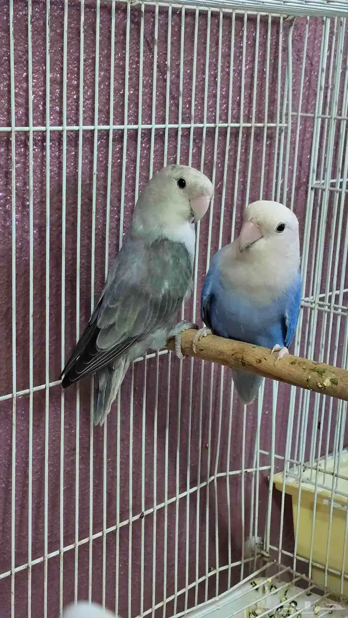 للبيع جوز روز منتج ( تم البيع ) 0