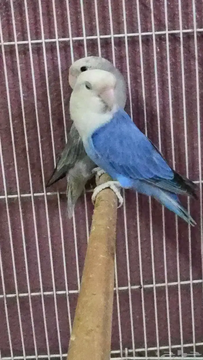 للبيع جوز روز منتج ( تم البيع ) 2