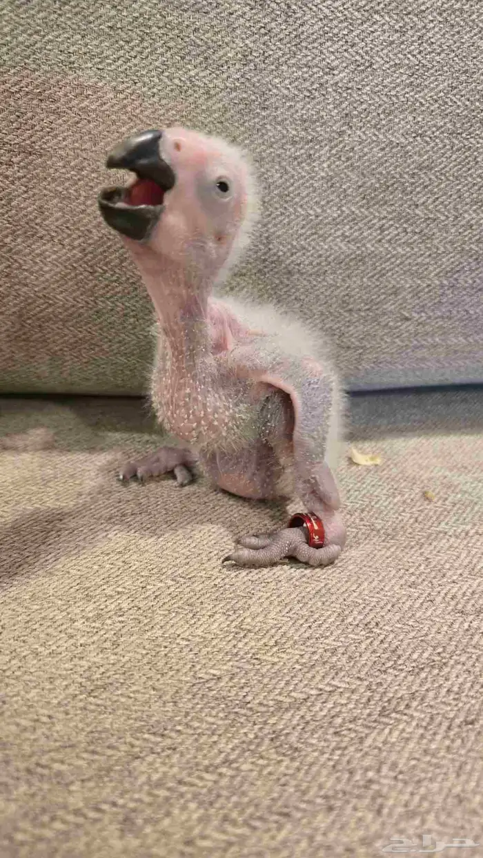 فرخ كاسكو انتاج محلي 2