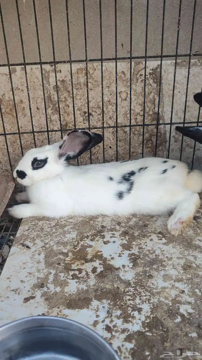 زوج ارانب منتجه 2