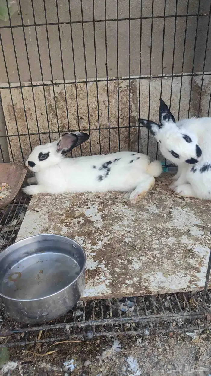 زوج ارانب منتجه 0