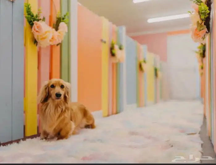 فندقة كلاب - ايواء كلاب - Dogs Hotel 0