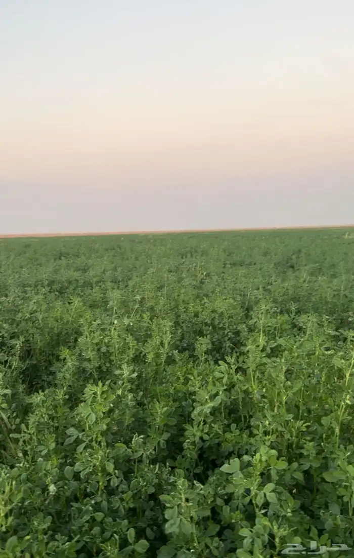 برسيم قش العمر 17 يوم الموقع بسيطاء 0