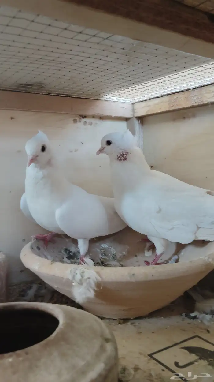 جوز صنعاني 1