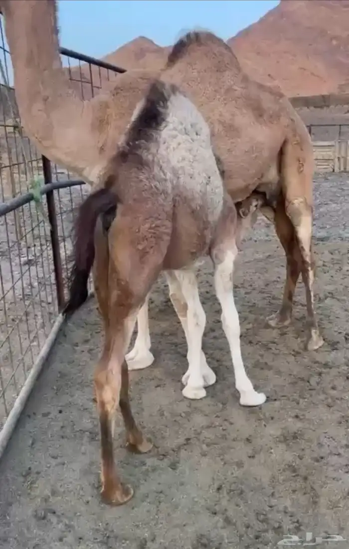 بكره فل كفو فل للبيع التواصل اتصال 0