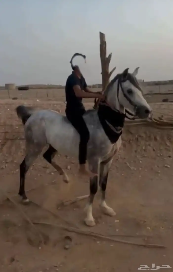 حصان شعبي 1