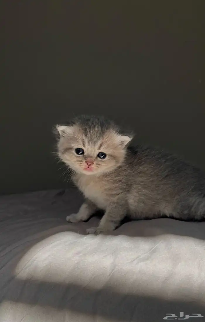 انتاج سكوتش مستوى قوي 0