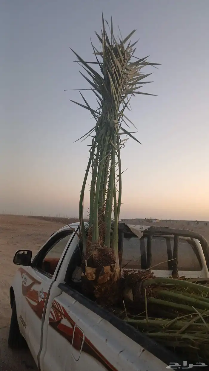 مشاءالله تبارك الله نخل طيب مثمر وزينه 3