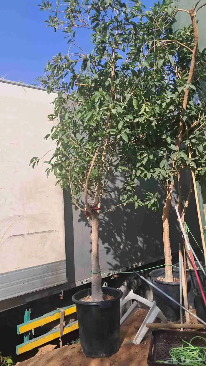 جميع اشكال واحجام وانواع الشجر موجوده 9