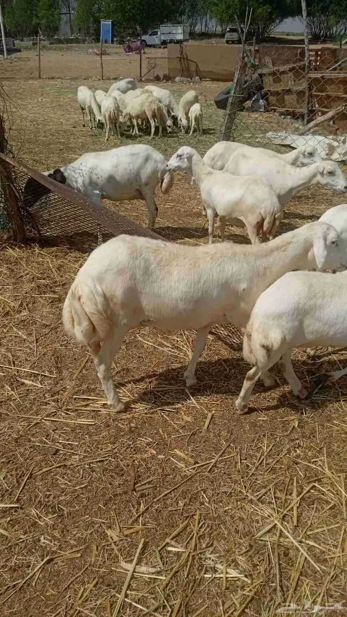 يوجد لدينا ضان رفيديات قرايب موالدات الموق جيزان مرح واحد 1