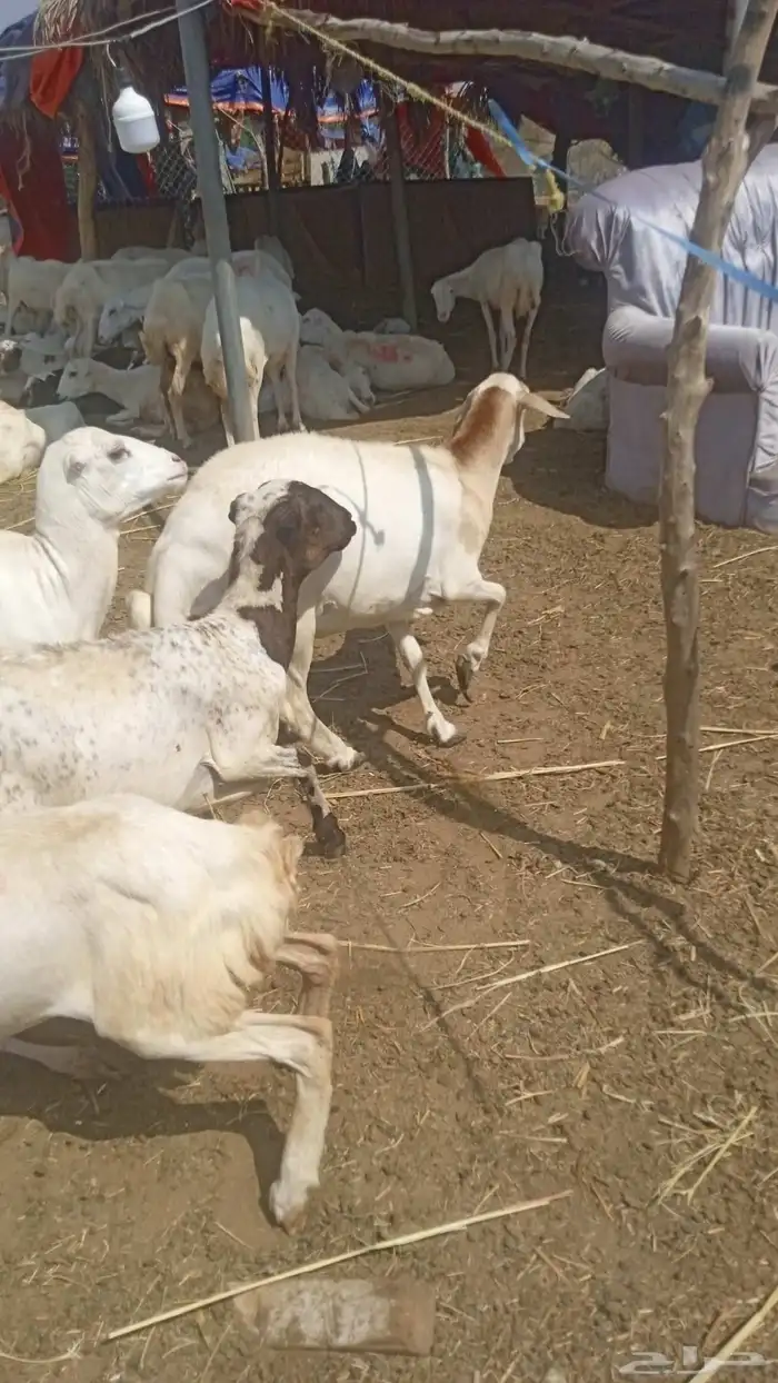 يوجد لدينا ضان رفيديات قرايب موالدات الموق جيزان مرح واحد 0