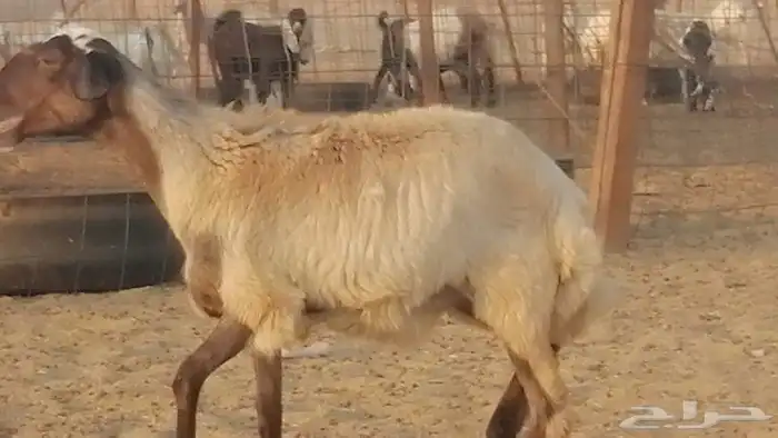 رخل مهجنه حرى علي سواكني دفاع 5