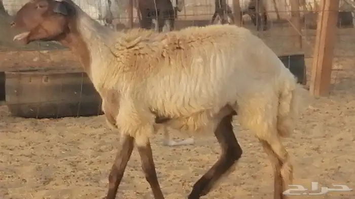 رخل مهجنه حرى علي سواكني دفاع 4