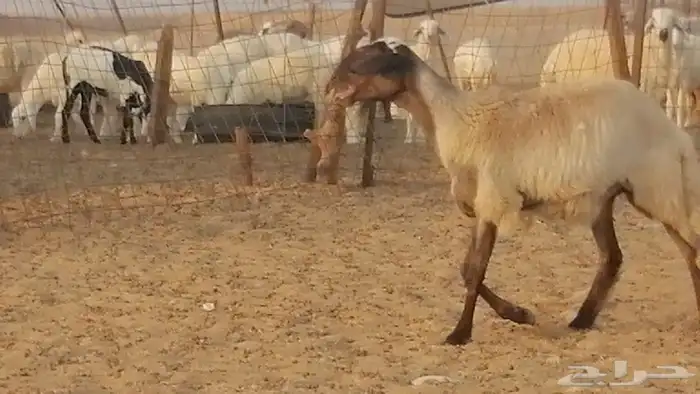 رخل مهجنه حرى علي سواكني دفاع 7