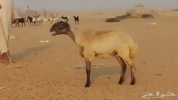 رخل مهجنه حرى علي سواكني دفاع 2