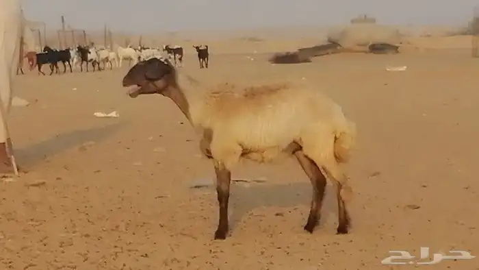 رخل مهجنه حرى علي سواكني دفاع 1