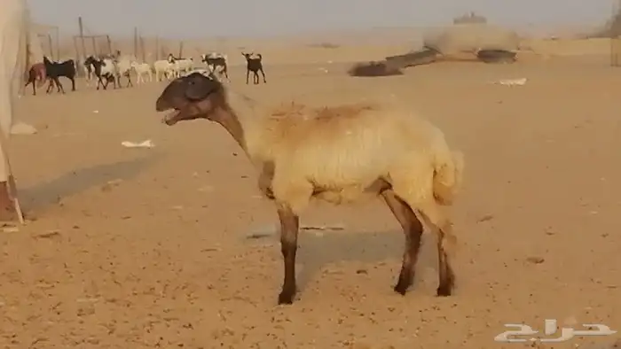 رخل مهجنه حرى علي سواكني دفاع 3