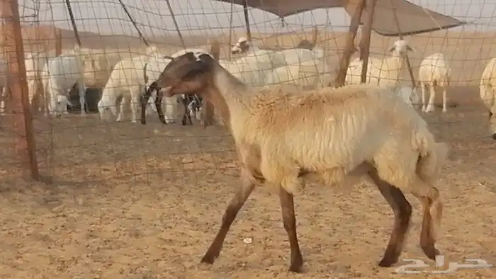 رخل مهجنه حرى علي سواكني دفاع 9