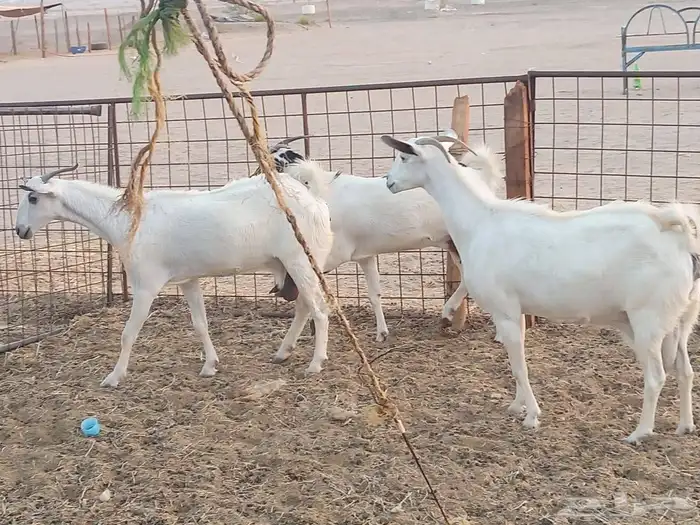 معزه بشيه العدد 3 3