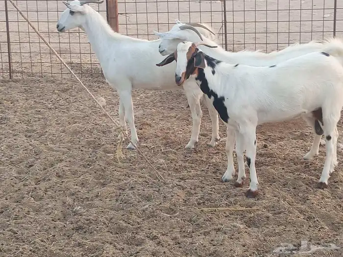 معزه بشيه العدد 3 4