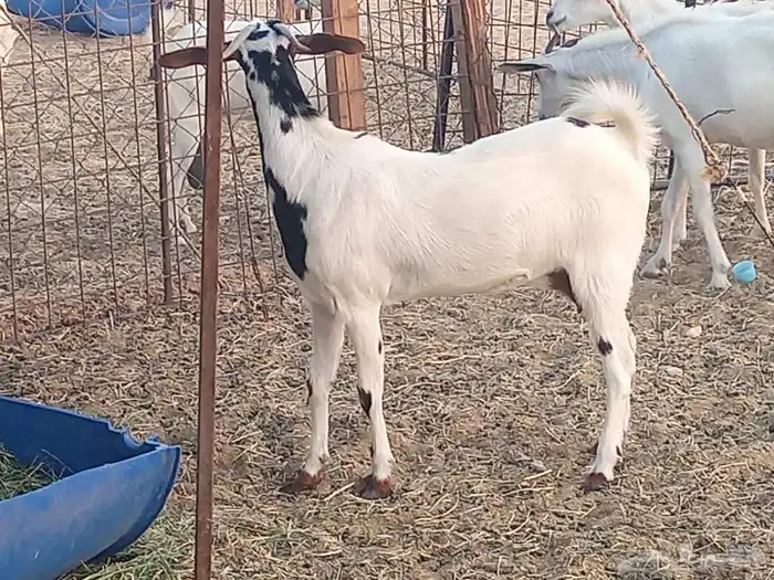 معزه بشيه العدد 3 0