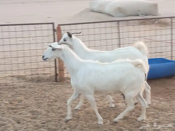 معزه بشيه العدد 3 6