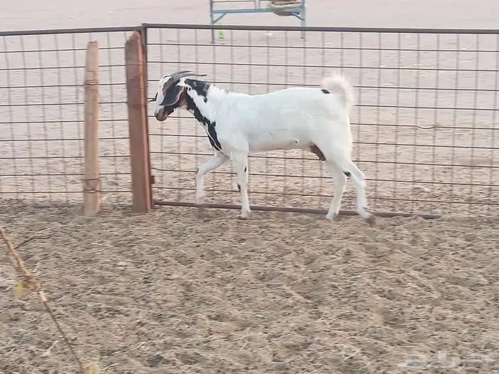 معزه بشيه العدد 3 8