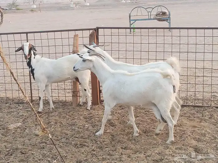 معزه بشيه العدد 3 5