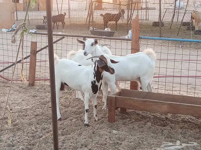 معزه بشيه العدد 3 2