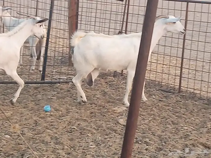 معزه بشيه العدد 3 7